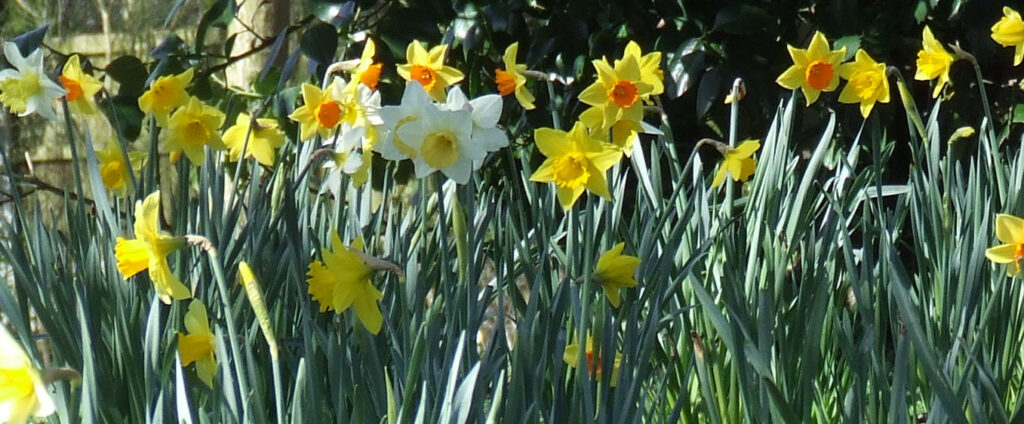 Photo of Daffodils in Sandbach Cheshire looking lighter after counselling